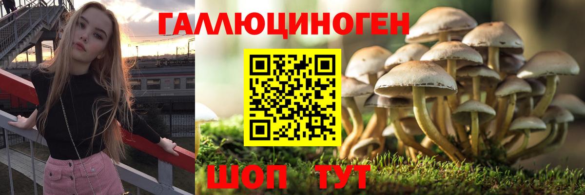 Тосно  Псилоцибиновые грибы ЛСД  Вход с VPN  Галлюциногенные грибы мицелий 